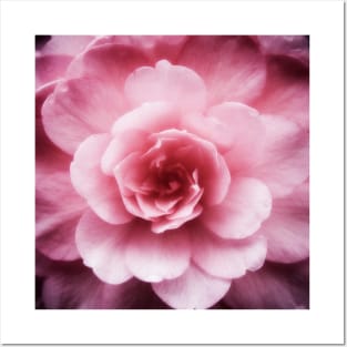 Soft Pink Flower Posters and Art